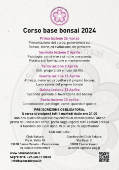 Corso base bonsai primavera 2024